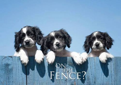 on the fence.jpg