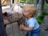 swine flu pic.jpg