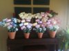 registryflowerpotall.jpg