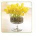tulips.JPG