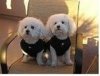 2 lil bichon frisees.jpg