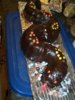 snake cake.jpg