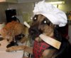 dogchef.jpg