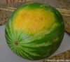 waatermelon pick_860936184_n.jpg