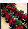 ladybugs from strawberriesCapture.JPG