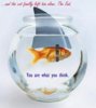 fish motivator4486_n.jpg