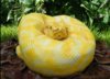 food art cake snake.jpg