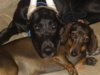Puppy Stromboli 010 (Small) (2).jpg