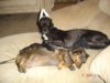 Puppy Stromboli 012 (Small).jpg