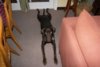 Frogdog.jpg