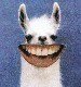 LlamaMomma.jpg