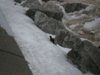 Mink at the state park 3-9-08.JPG