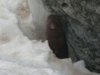 mink close up at state park 2-9-08.JPG