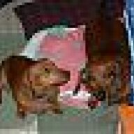 DoxieMom