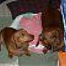 DoxieMom