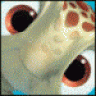 turtle15